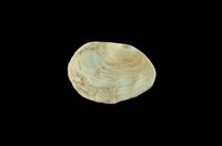 藏品(扁舟螺)的圖片